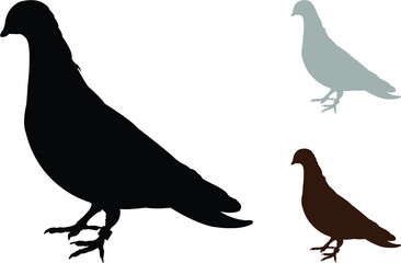 pigeons on a white background