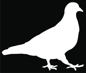 silhouette of a pigeon