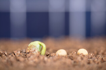 Sprouts and broad bean seeds in front of solar panels background