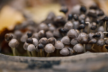 Close-up of growing mushroom in the autumn forest.	