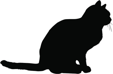 silhouette of a cat