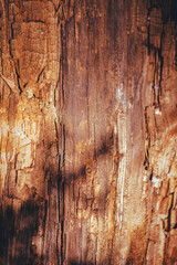 The texture of an old destroyed pine tree in the forest. Sunset light.