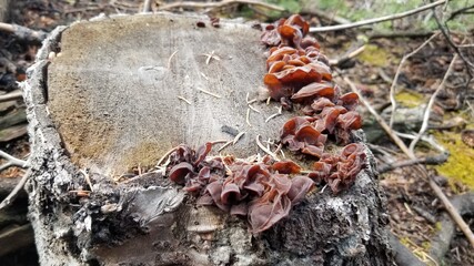 ant on a tree