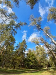 Fototapeta premium trees in the forest