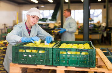 Young woman in uniform holding crate with apples during packaging at warehouse