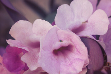 Beautiful purple morning glory flower