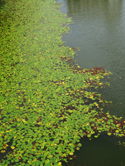 溜め池の水草