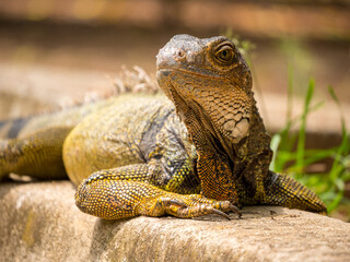 Iguana Staring near to the Grass in Medellin, Antioquia / Colombia