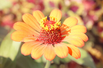 Close up pretty orange Zinnia flowers in bloom