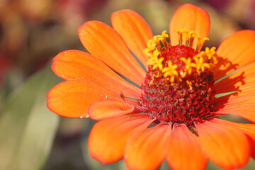 Close up pretty orange Zinnia flowers in bloom