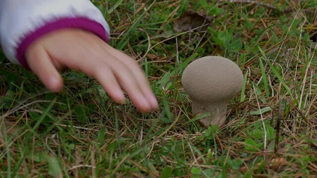 An unknow mushroom in the grass.