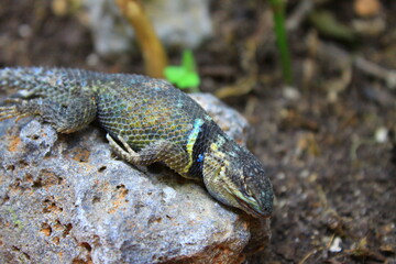 reptil muerto en varias poses en el jardin 
