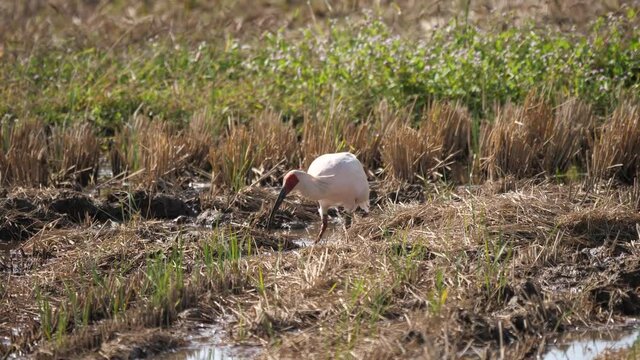 Niigata,Japan-October, 2020: Toki or Japanese crested ibis or Nipponia nippon eating at rice field in Sado island
