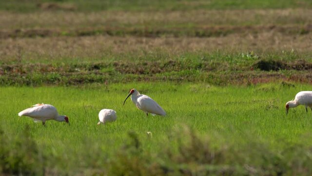 Niigata,Japan-October, 2020: Toki or Japanese crested ibis or Nipponia nippon eating at rice field in Sado island
