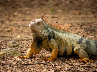 Green Iguana (Iguana Iguana) Large Herbivorous Lizard Walking on the Brown Grass in Medellin, Antioquia / Colombia