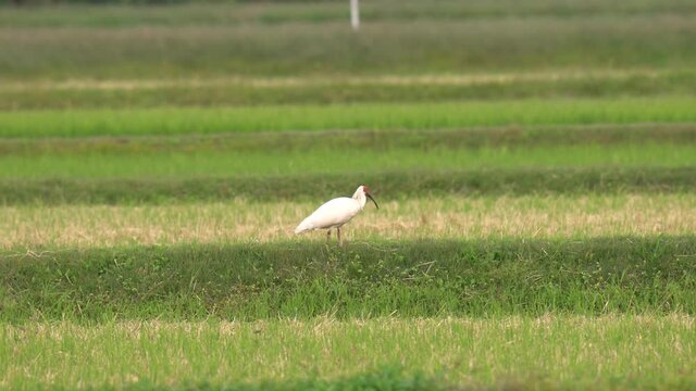 Niigata,Japan-October, 2020: Toki or Japanese crested ibis or Nipponia nippon eating at rice field in Sado island
