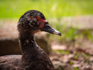 Dark Duck Close-Up Shot Walking on a Floor full of Dry Leaves in a Sunny Day