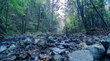Fototapeta na wymiar rocky river in the old forest
