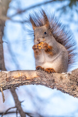 The squirrel sits on a fir branches in the winter or autumn