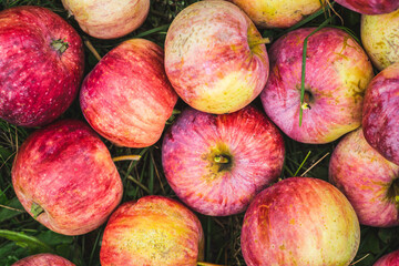 Freshly harvested apples on the lawn. Selective focus. Shallow depth of field. 