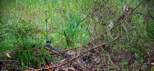 Blue Wren in the scrub
