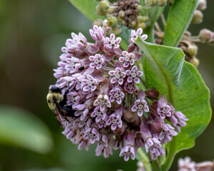 Bee on Milkweed blossom
