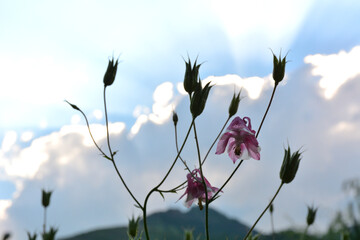 field flowers, cloudy sky on background