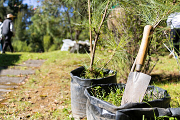 A small garden shovel leaning against a tree
