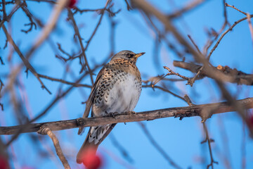 Fieldfare is sitting on branch in winter or autumn on blue sky background.