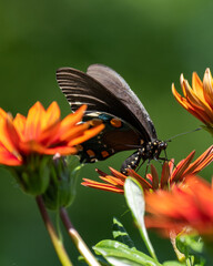 Spicebush butterfly