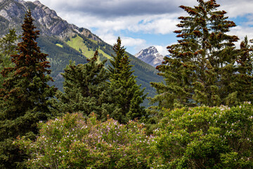 trees in the mountains