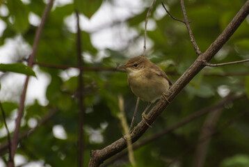 ptaki, cierniówka samiczka © Robert Borek