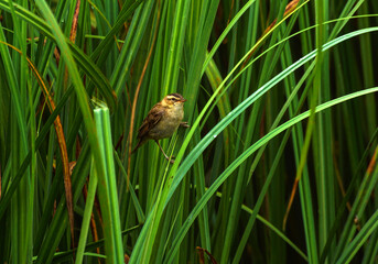 ptaki, rokitniczka w czcinach © Robert Borek