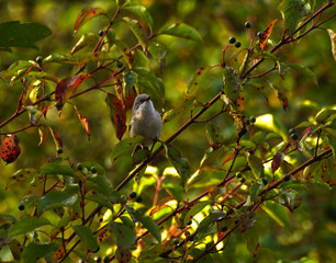ptaki, cierniówka smczyk © Robert Borek