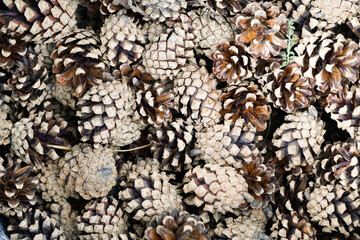 pine cones, many, solid natural brown background
