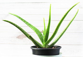 Close up Aloe plant in black pots and white wooden walls. Aloe vera is a very useful herbal remedy for skin care and hair care.