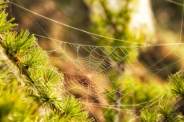 Cobweb in a coniferous forest.
Drops of morning dew on a web in a coniferous forest, the amazing nature of the taiga.