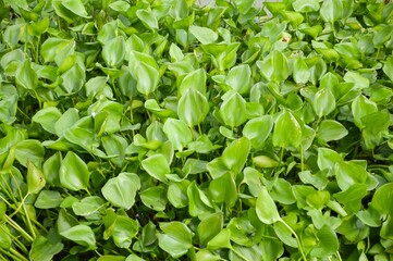 fresh green water hyacinth plant in nature garden