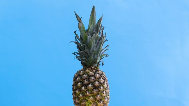 Pineapple rotating on blue theme