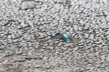 common kingfisher in flight