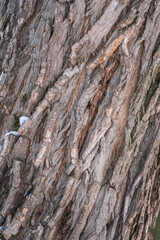 Cork oak tree bark texture. Old Tree bark texture. Natural background