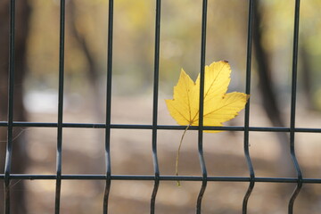 yellow leaf on the fence