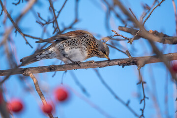 Fieldfare is sitting on branch in winter or autumn on blue sky background.