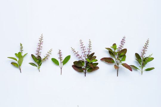 Fresh holy basil leaves with flower on white