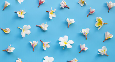 Plumeria or frangipani flower on blue background.