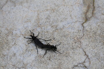 交尾する二匹の虫