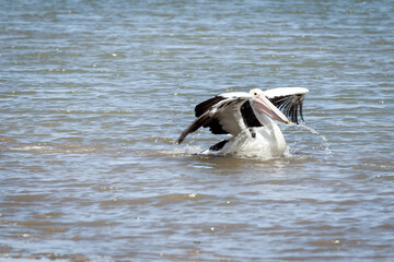 A single Australian pelican (pelecanus conspicillatus) lands on the surface of the river with a small splash, its wings still partly spread.
