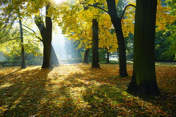 Beautiful autumn landscape - golden autumn in park - autumn golden tree crowns.