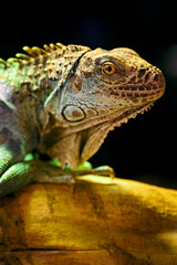 Iguana - lizard basking on a branch.