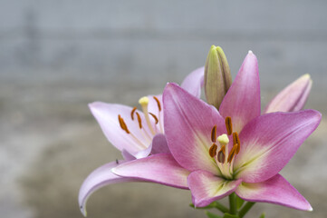 pink lily flowers with buds close up on a blurred background